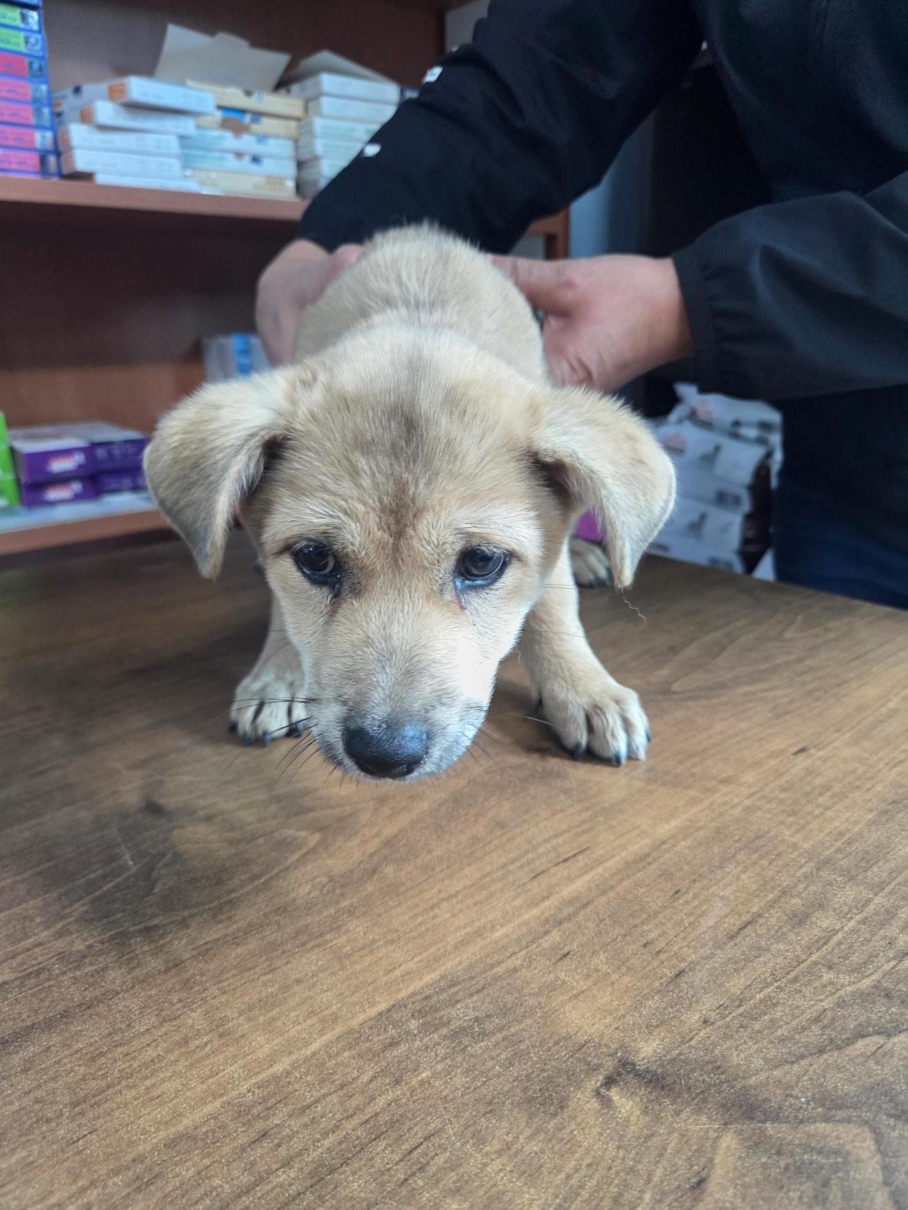 종료(자연사) 믹스…